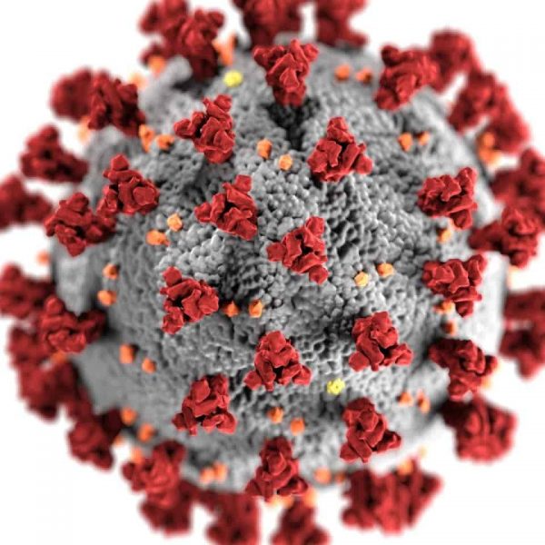 Corona Virus Corona Virus